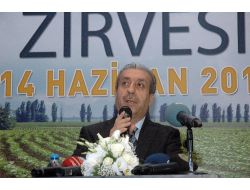 Süt, Zeytinyağı Ve Organik Tarımın Destek Primleri Arttı