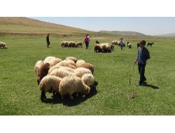 Bitlis'in Minik Çobanları Karnelerini Alır Almaz Sürülerinin Başına Geçti