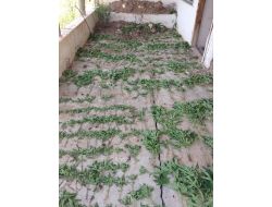 Yozgat'ta 285 Kök Hint Keneviri