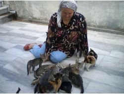 Tekir Sokaktaki Bütün Öksüz Yavru Kedileri Sahiplenip Emziriyor