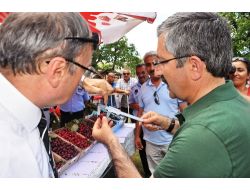 Kiraz Birinciliği İçin Yarıştılar!