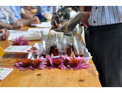 İthal Edilen Ekinezya Bitkisi Artık Manisa'da Yetiştiriliyor