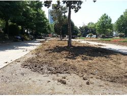 Gezi Parkı'na Yeşil Takviyesi