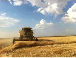 Arpa Hasadı Bölge Çiftçisinin Yüzünü Güldürüyor