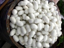 Tarihi Koza Han, Koza Üretimine Geri Dönecek