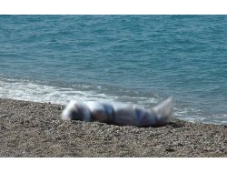 Alman Turist, Deniz Kenarında Ölü Bulundu