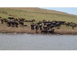 Sıcaklardan Bunalan Hayvanlar Göletlerde Serinliyor