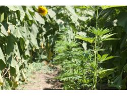 İmamoğlu'nda Uyuşturucu Operasyonu