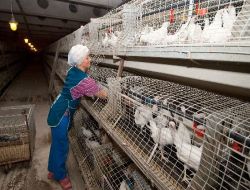 Türkiye'nin Rusya'ya 1 Milyar Dolarlık Tavuk İhracatı İle İlgili Anlaşma Tamam