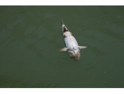 Kemaliye Karasu'daki Balık Ölümleri Tedirginlik Yarattı