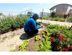 Hobi Bahçelerinde İlk Ürünler Alınmaya Başladı
