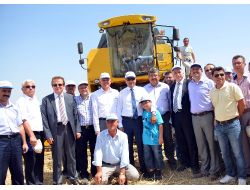 5 Yılda Geliştirilen 'İnci 20' Buğdayı Görücüye Çıktı