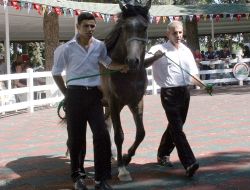 Bir Tay 230 Bin Lira