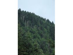 Çam Ve Göknarlar Kurumayacak