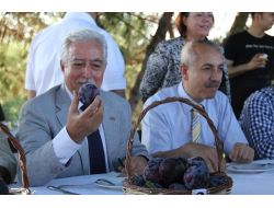 Meyve Bayramında 'Adana'nın En Güzel Eriği' Seçildi