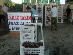 Uluborlu'da Kiraz Hasadı Başladı, 7 Bin Ton Rekolte Bekleniyor