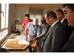 Vali Aydın, Biçerdöverin Başına Geçti, Hasat Bayramı'nın Startını Verdi