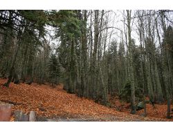 Afam: Meclis'teki Orman Yasa Tasarısı Türkiye’nin Ekolojisini Bitirir (Özel)