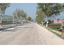 Reyhanlı’da 967 Çınar Ağacı Dikildi