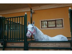 Aygır Caş'ı Bakan Eker Kamera İle Takip Ediyor