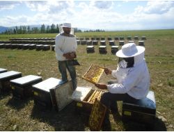 Muşlu Arıcılar Bu Yıl Bol Verim Bekliyor