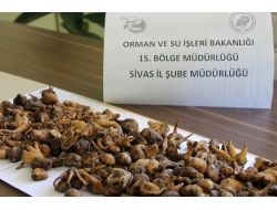 Sivas’ta Kaçak Salebe Ceza Yağdı!