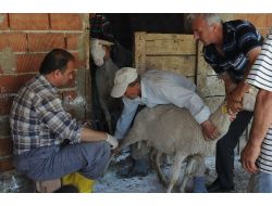 Keşan’da Şarbon Alarmı