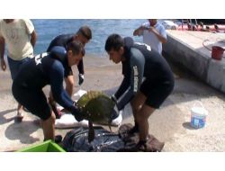 Yaralı Caretta Caretta Koruma Altına Alındı