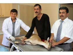 Yaralı Dağ Keçisi Tedavi Altına Alındı