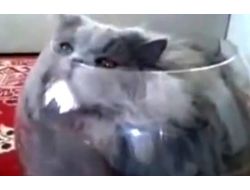 Rusya’da Balık Olmaya Özenen Kedi İnternetin Gözdesi