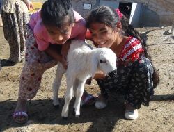 Kırşehirli Koyun Besiciler Süt Sağımı Sezonunu Açtı