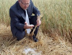 Kırıkkale'de Buğday Ve Arpa Tarlalarında Yangın Hasarı Belirlendi
