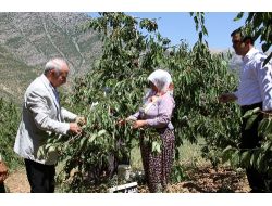 Küçükaydın: Kirazın Bölge Ekonomisine Katkısı Çok