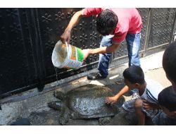 Yolunu Şaşıran 40 Kiloluk Kaplumbağa Çocukların Neşe Kaynağı Oldu