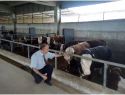 Trakya'ya Kurbanlık Sevki İçin İzin Alınacak