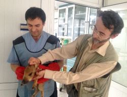 Yaralı Domuzu Veterinere Yetiştirdi (Özel)