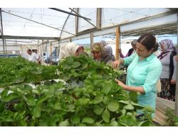 'Çilek Tutan Kınalı Eller Projesi' Devam Ediyor