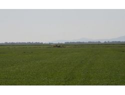 İpsala’da Çeltik İlaçlama Uçakları Tarlada Mühürlendi