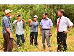 Ihlara Vadisi’nde Antep Fıstığı Aşılaması Başlatıldı