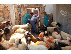 Reyhanlı'da Küçükbaş Hayvanlara Aşı Yapıldı, Küpe Takıldı