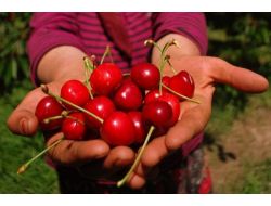 İzmir Kiraz Üretiminde Türkiye Lideri