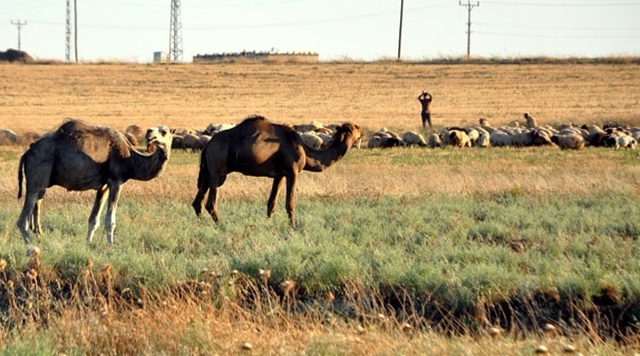 'Kaçakçılığın da Böylesi'