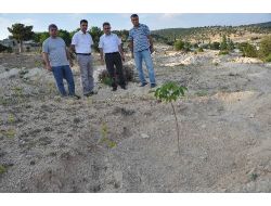 Mersin'de Ceviz Ve Badem Eylem Planı Hayata Geçirildi