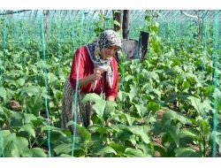 Serada Ürün Kalmadı, Ramazan Öncesi Domates Tırmanışa Geçti