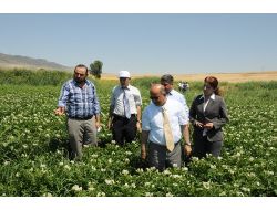 Kırıkkale’de İlk Defa Patates Ekimi Gerçekleşti