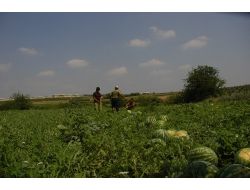 Kadirli’de Karpuz Hasadı Başladı