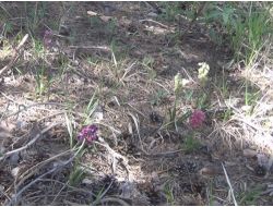 Yozgat’ta Yetişen Salep Yöre Halkına Geçim Kaynağı Oldu