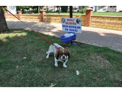 Sokak Hayvanları İçin Suluk