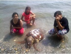 Kuşadası'nda Ölü Bir Caretta Caretta Bulundu