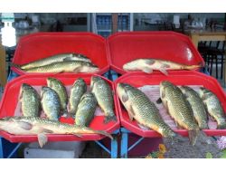 10 Kiloluk Sazanlar Tezgahta